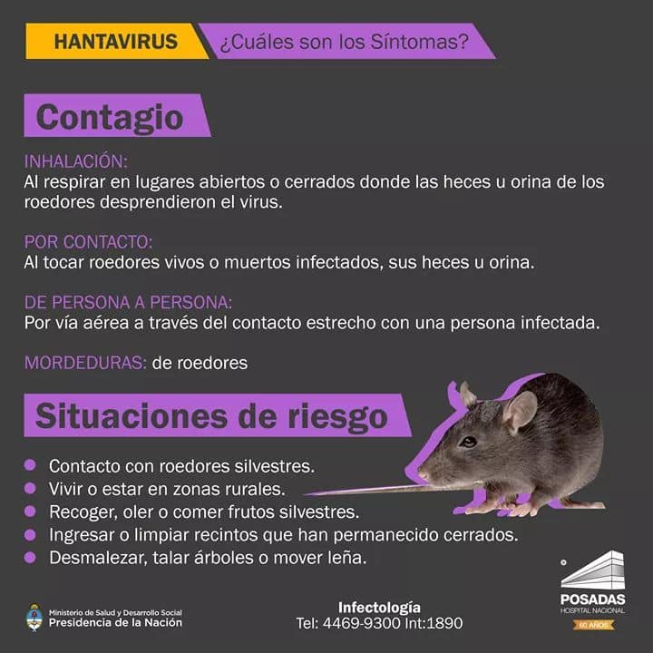 Hantavirus, qué es y cómo los roedores pueden contagiarte - Nocucas