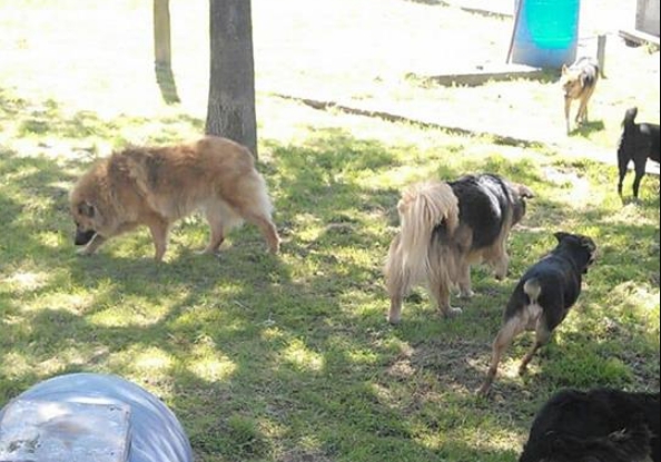 hogar-canino-municipal-1