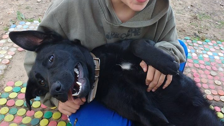 Una familia denunció a un vecino de asesinar a su perro y luego amenazarlos