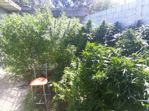 Hallaron 50 kilos de marihuana en una vivienda de Santa Brígida