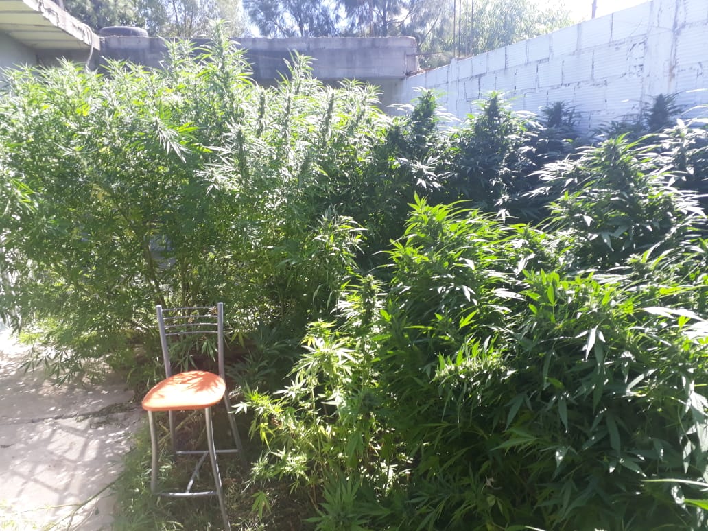 Hallaron 50 kilos de marihuana en una vivienda de Santa Brígida