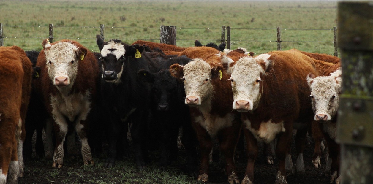 Comienzan a implementar un nuevo plan para el control de la brucelosis bovina