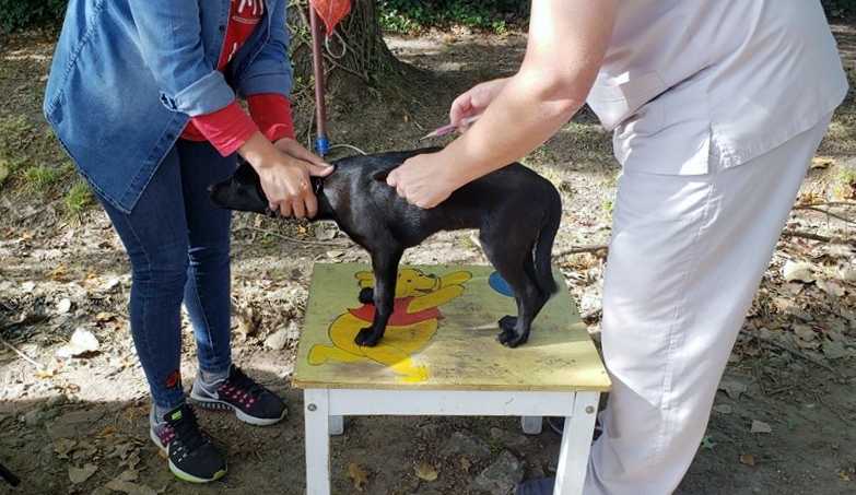 Nueva jornada de vacunación antirrábica para perros y gatos