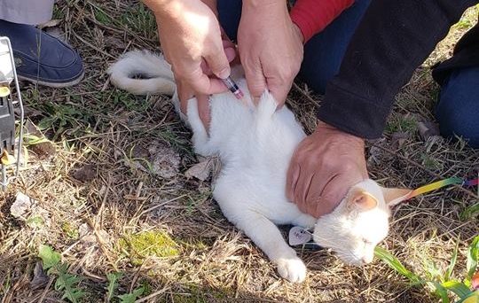 Hoy continúa la campaña de vacunación antirrábica para caninos y felinos