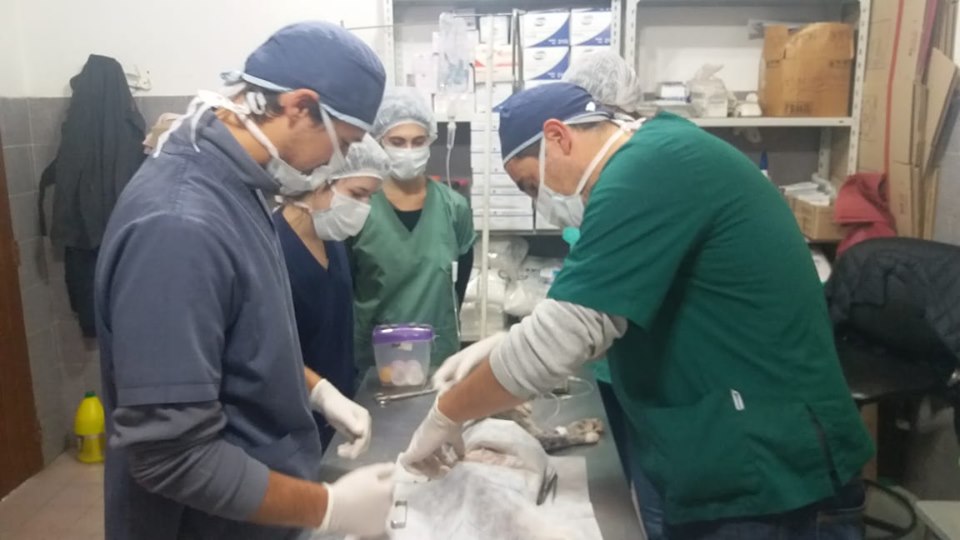 Alumnos de la Escuela de Veterinaria de una universidad realizan sus prácticas finales en Gral. Rodríguez