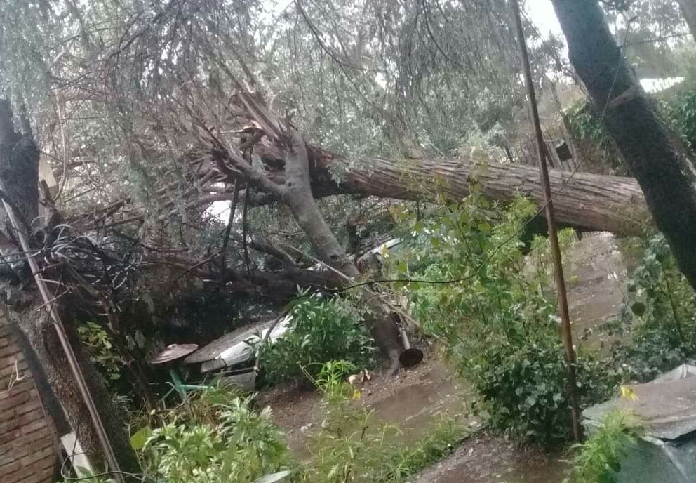 Durante la tormenta del lunes, un eucalipto cayó sobre un auto estacionado en una casa