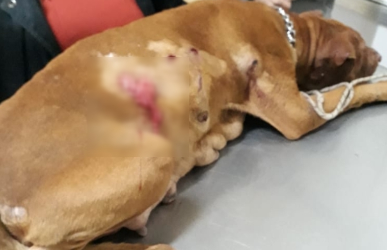 Alarmante: trascendieron casos de perros acuchillados en Rodríguez
