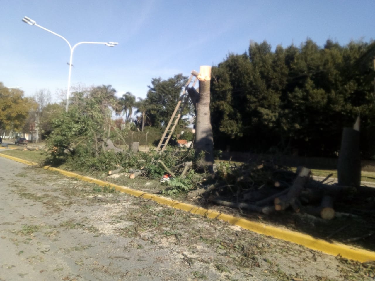 Infraccionaron a un vecino por talar árboles en el bulevar y vereda de la Av. Alfonsín
