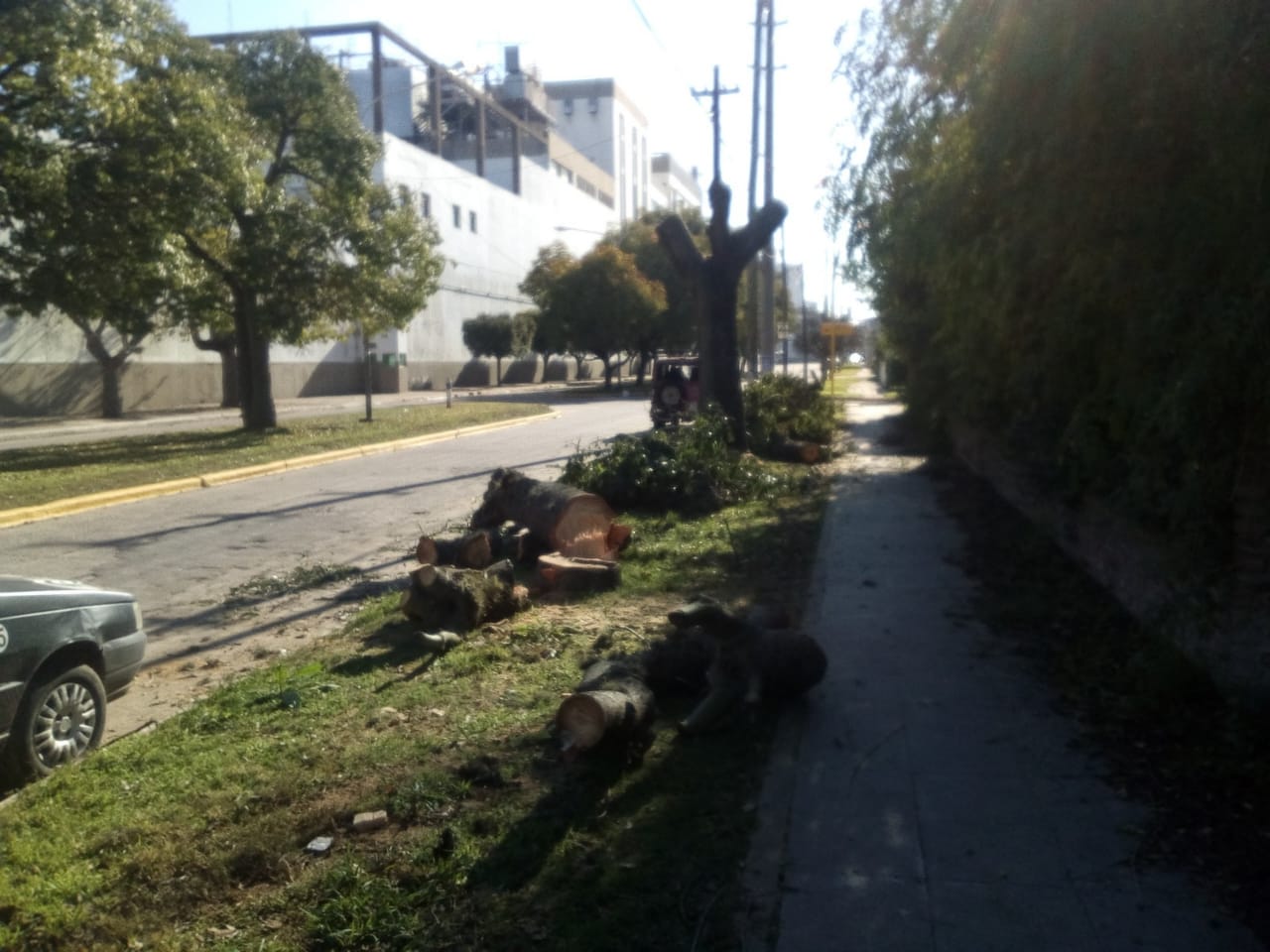 vecino-talo-arboles-avenida-alfonsin-1