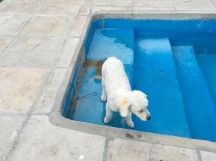 Familia denunció el robo de su mascota en una finca del barrio Hermoso