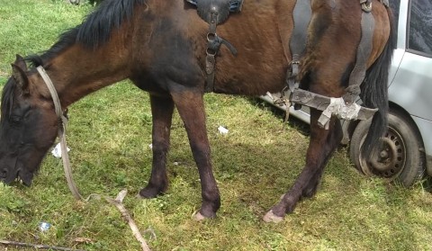 Proteccionistas rescataron un caballo que era utilizado para cargar elementos robados