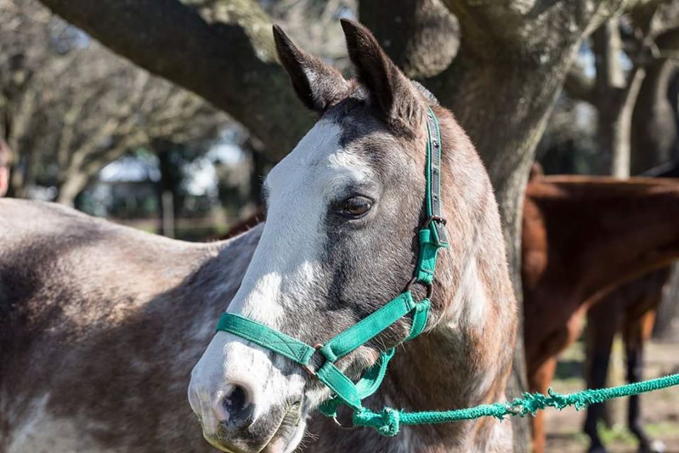Se brindará un taller de Equinoterapia en un flamante centro de General Rodríguez