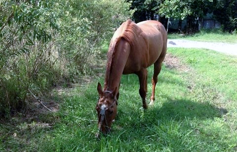 Una hombre busca desesperadamente a su caballo
