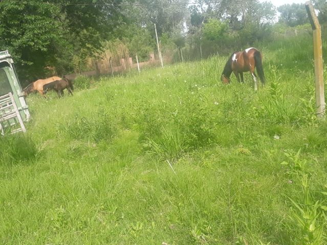 Tres yeguas fueron robadas dentro de un club de campo en Los Viveros