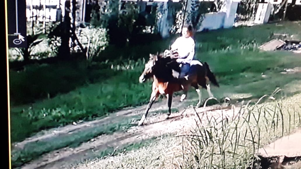 Trascendieron imágenes del robo de las tres yeguas en el barrio Los Viveros
