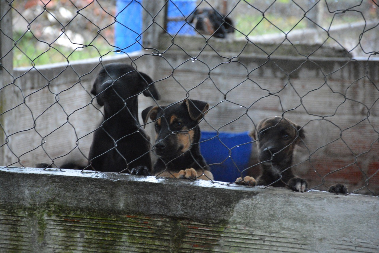 Hogar Canino Municipal: continúan las adopciones de perros