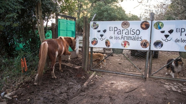 El Paraíso de los Animales corre riesgo de cerrar sus puertas