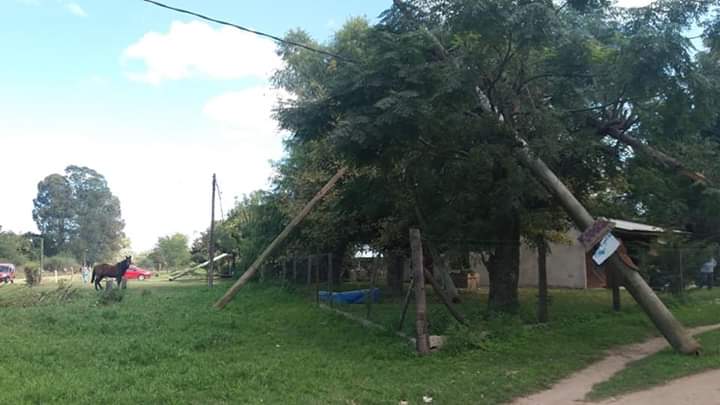 Tala clandestina, postes de luz caídos y una maderera clausurada en Los Viveros
