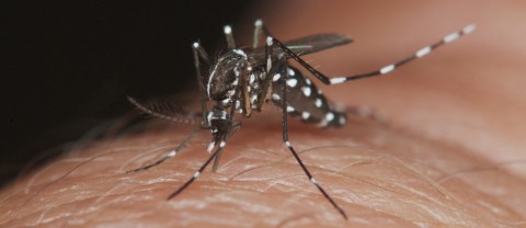 El otro virus: un joven contrajo dengue en Malvinas