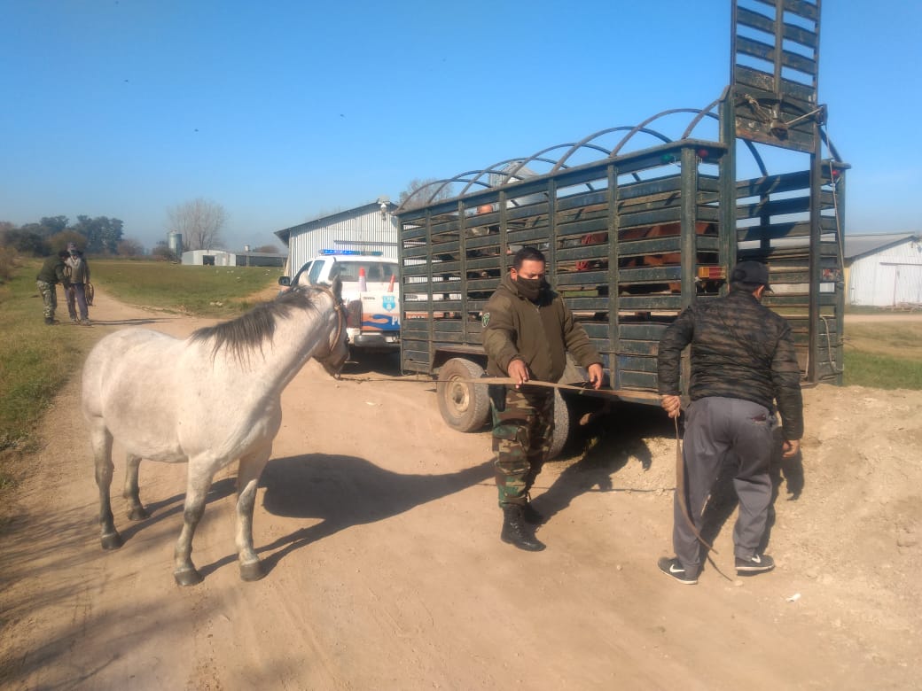 La Policía Rural evitó el robo de dos caballos en el barrio Santa Matilde