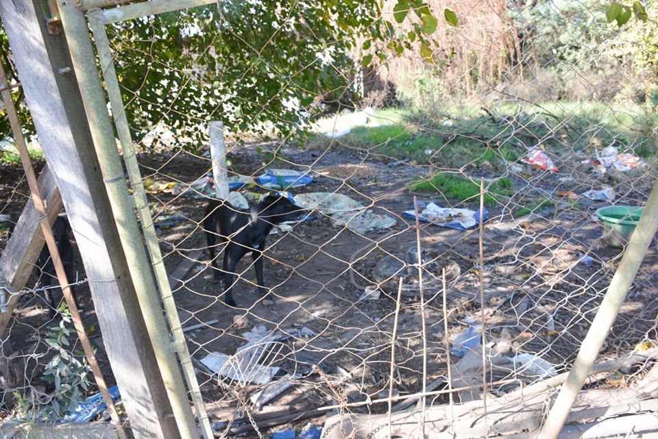 Zoonosis y Policía Rural intervinieron en Maravillas del Oeste por el abandono de más de 15 perros