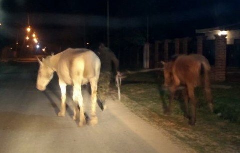 Policía Rural rescató a los dos caballos robados de un domicilio de Parque Joly