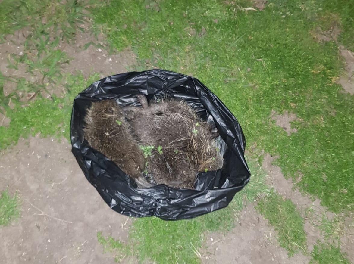 Queja vecinal por una invasión de roedores a raíz de un microbasural en Villa Vengochea