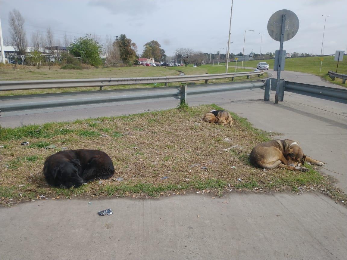 Zoonosis recogió a un perro que perseguía a ciclistas y motociclistas en cercanías de la Autopista