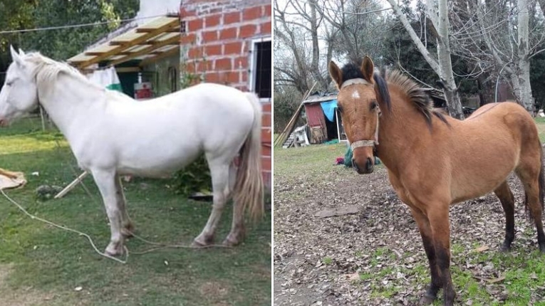 ROBO CABALLOS PARQUE JOLY