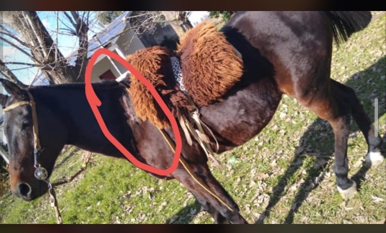 caballo-robado-general-rodriguez