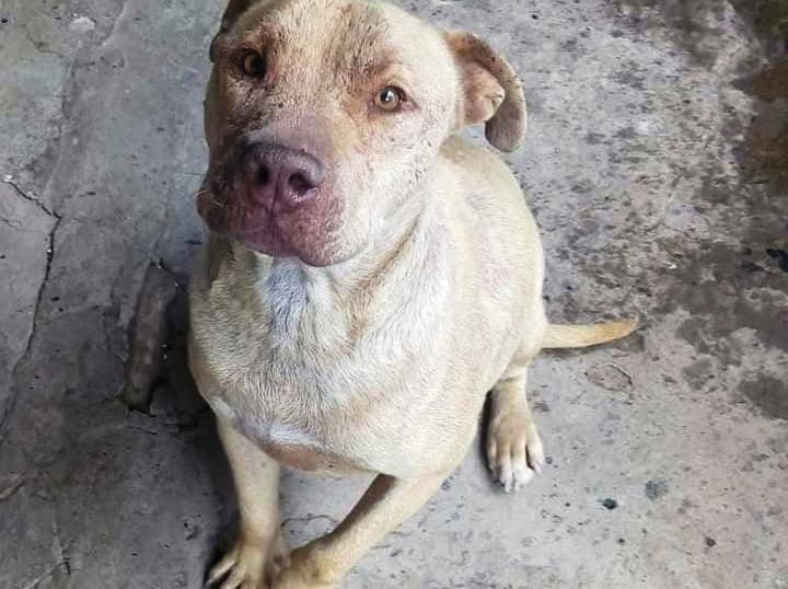 Robaron un perro que padece una enfermedad en el barrio Almirante Brown