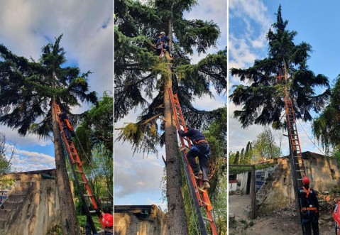 Bomberos rescataron a un animal de un árbol en barrio La Posta