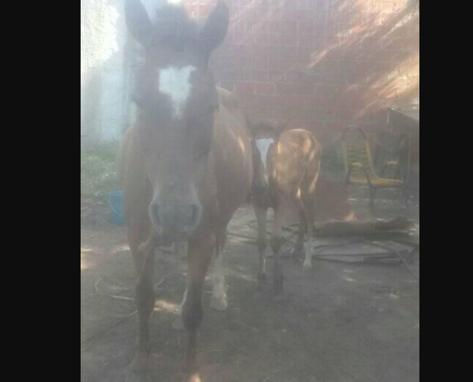 ROBO CABALLOS LA FRATERNIDAD