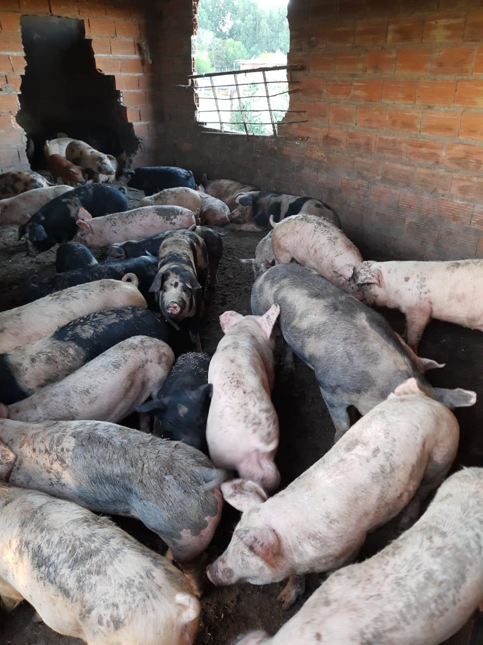 Encontraron cerdos robados en una construcción de un vecino