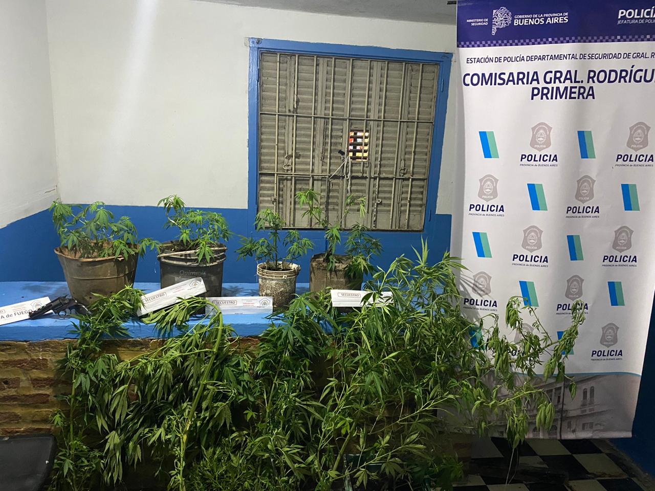 ALLANAMIENTOS MARIHUANA MI RINCON 1