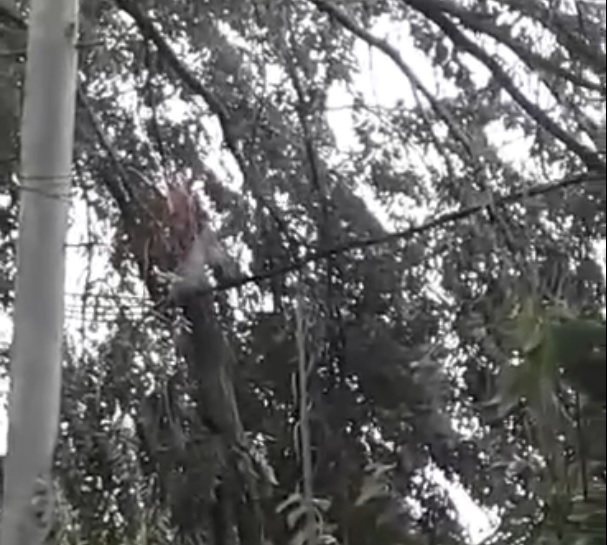 ARBOL TENDIDO ELECTRICO ALMIRANTE BROWN