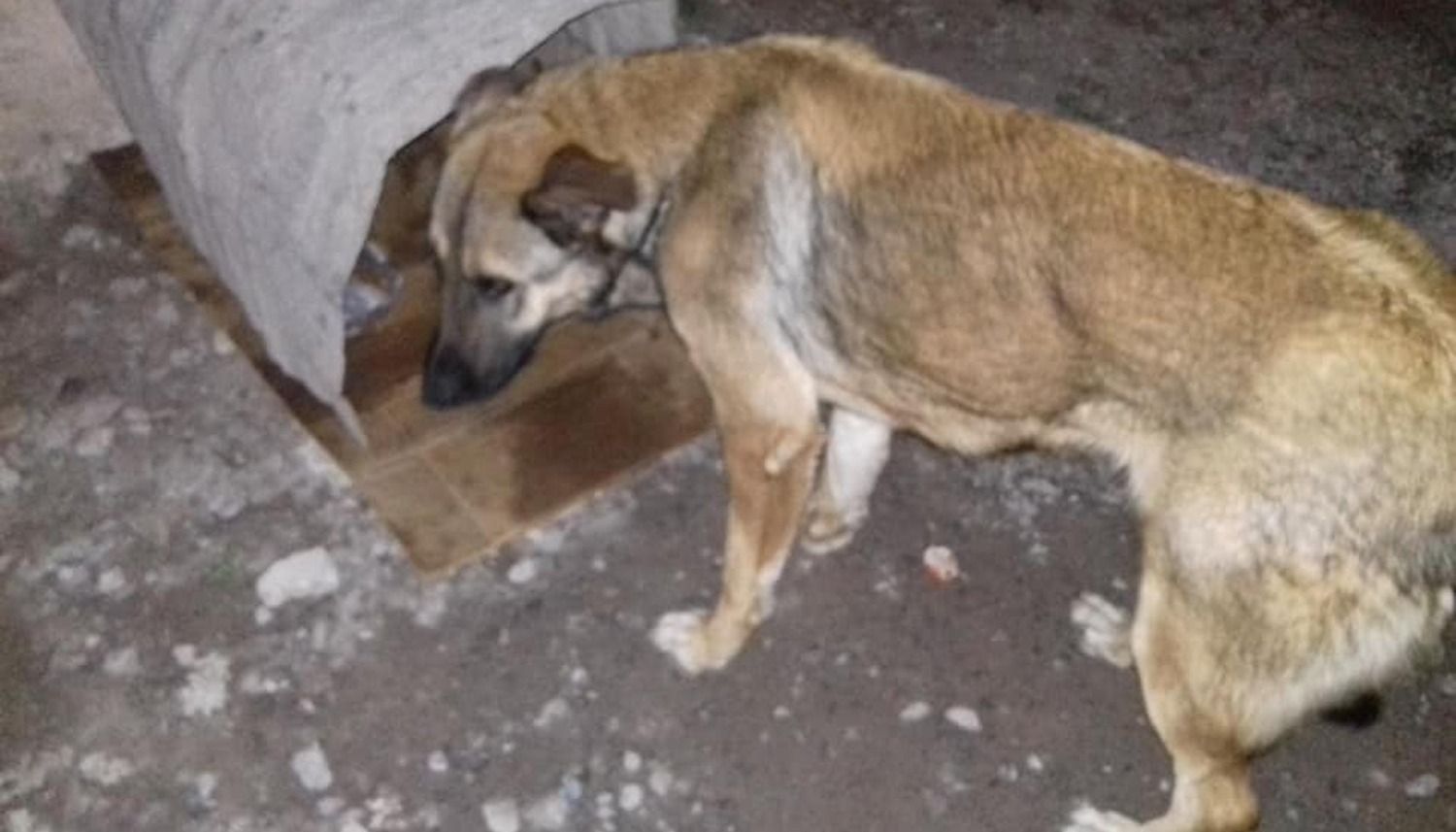 MALTRATO ANIMAL