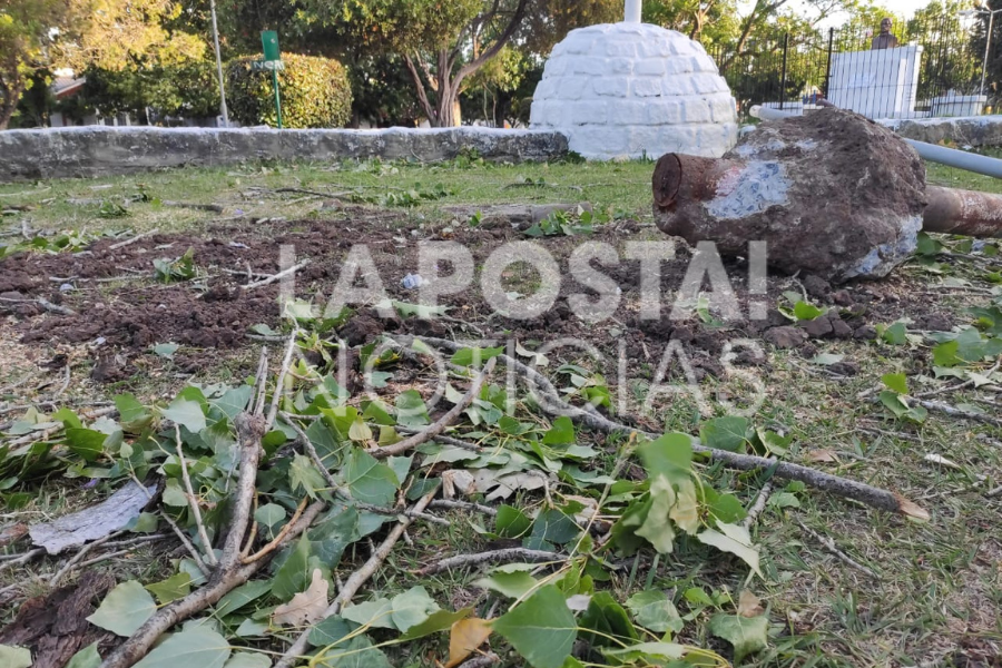 ARBOL CAYO MUJER 1 (6)