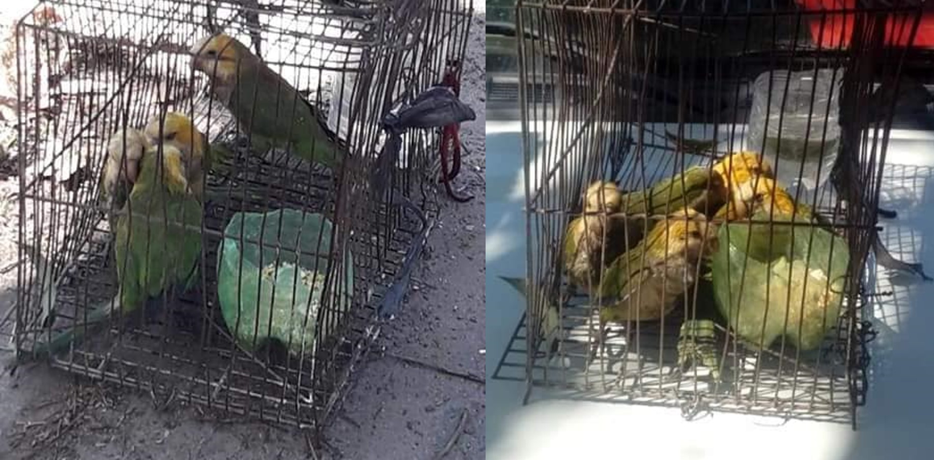 Seguridad informó que rescató loros y cotorras por una causa de maltrato animal