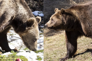 "Una nueva vida de aventuras": desde Bulgaria mostraron con un video c&oacute;mo viven dos animales del ex zoo de Luj&aacute;n