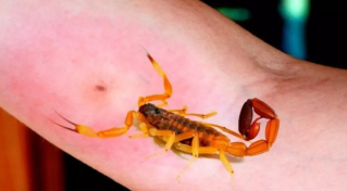 El Municipio alertó por la aparición de alacranes y difunden medidas de prevención