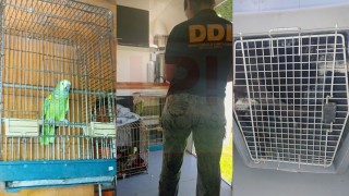 Allanamiento por maltrato animal en General Rodr&iacute;guez: rescataron m&aacute;s de 60 perros y otras especies