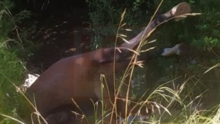 Otro caballo muerto fue encontrado entre basura: piden penas de prisi&oacute;n para los responsables