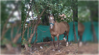 Le desapareci&oacute; el caballo y todo apunta a que se lo robaron: "cada dos por tres pasa en esta zona"