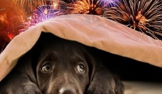 La otra cara de la Navidad: crecen las b&uacute;squedas de mascotas perdidas por los estruendos en Gral Rodr&iacute;guez