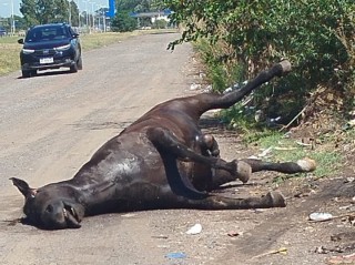 Otro caballo muerto arrojado a la basura volvi&oacute; a encender el enojo vecinal