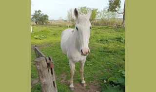 Les robaron el caballo y sospechan de vecinos: "A algunos no les importa y los venden para matarlos o para comer"