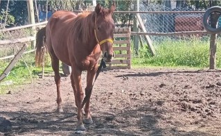 Buscan en Gral Rodr&iacute;guez a una potranca robada de un predio de Francisco &Aacute;lvarez