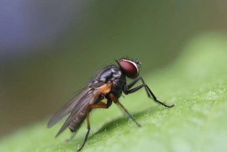 Alerta en todo el AMBA por la proliferaci&oacute;n de la "mosca negra": c&oacute;mo distinguirla y qu&eacute; recomendaciones hay
