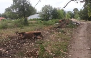 Un caballo muerto abandonado caus&oacute; una gran indignaci&oacute;n vecinal en un barrio rodriguense